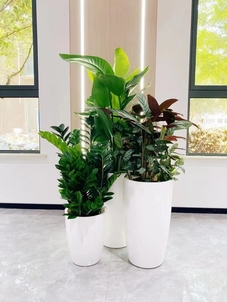 专业花木出租，宁波奉化的绿色之选等你来