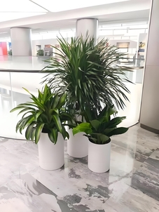 宁波北仑植物出租方案